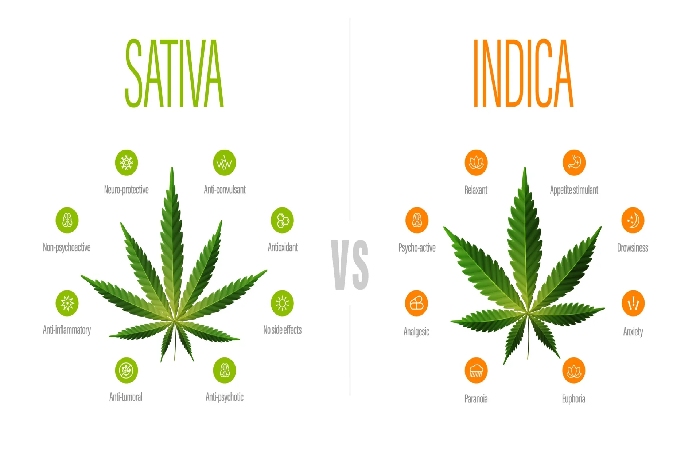 Indica VS Sativa