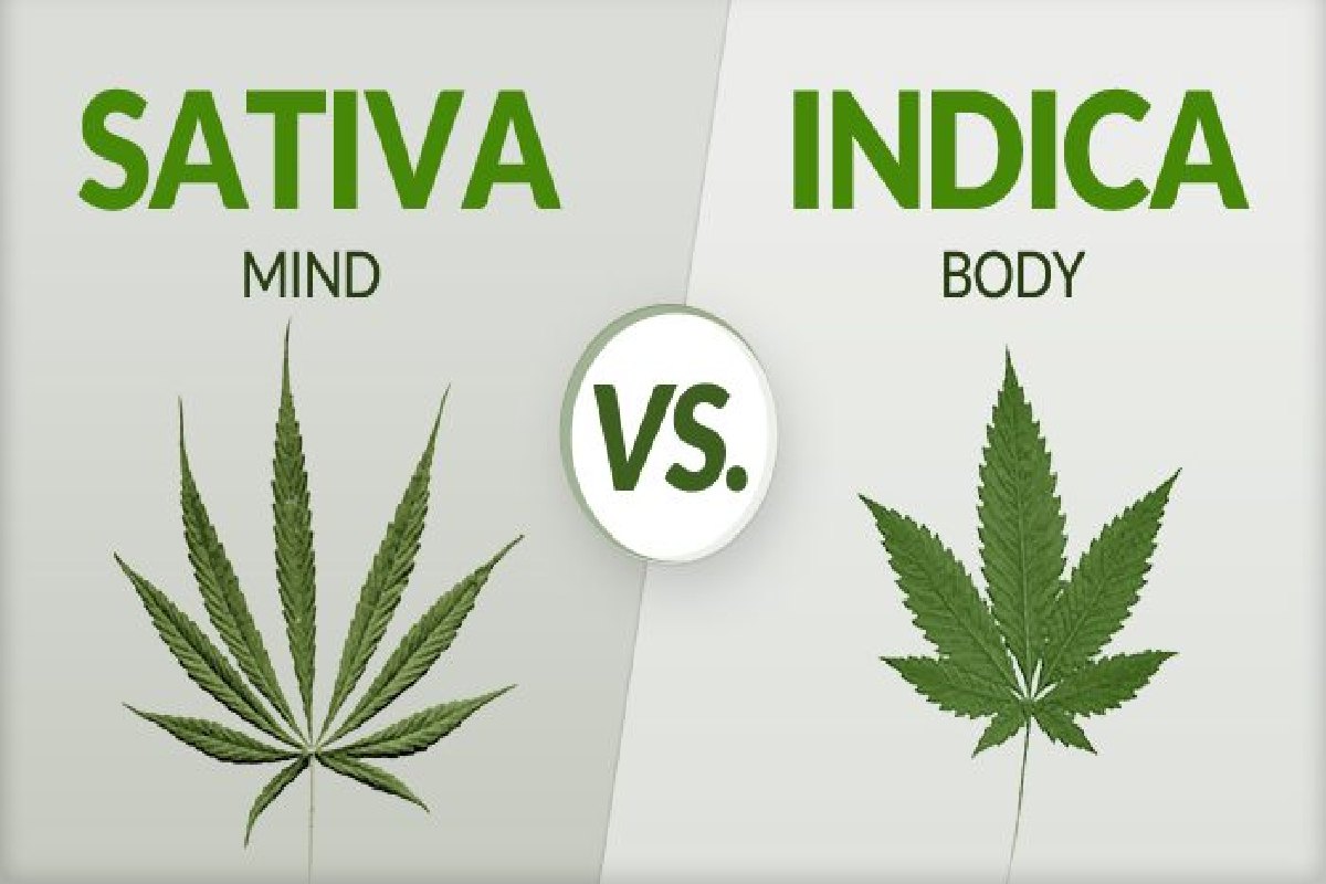 What did you Say is the Difference Between Indica VS Sativa?
