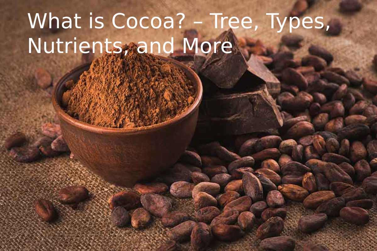 What is Cocoa? – Types, Nutrients, and More