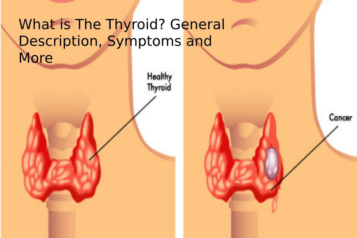 What is the Thyroid? – General Description, Symptoms and More