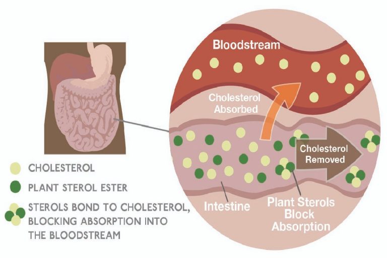plant-sterols
