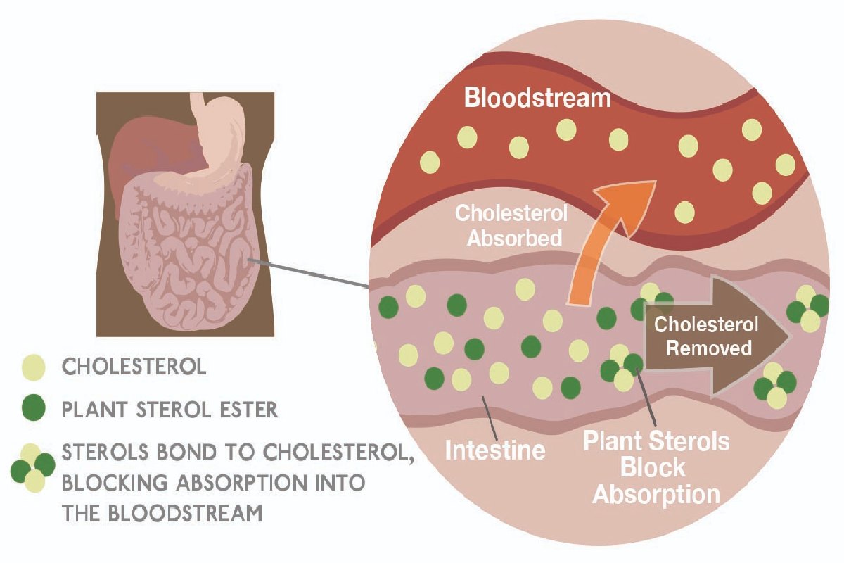 What are Plant Sterols?
