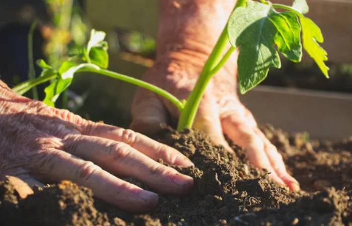 How To Get Started With Therapeutic Gardening
