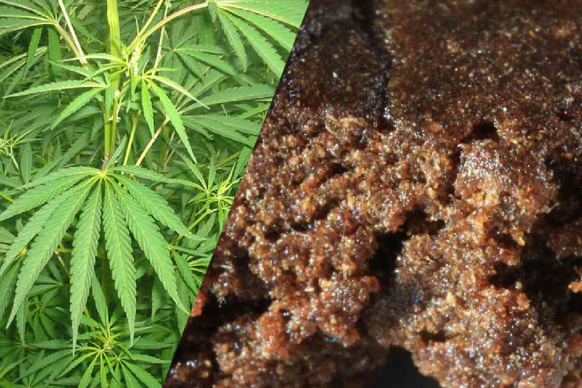 Anabolizantes Or Hachis Or “Venta Costo” Or “Venta Marihuana” Or “Nuevo Sinónimo”